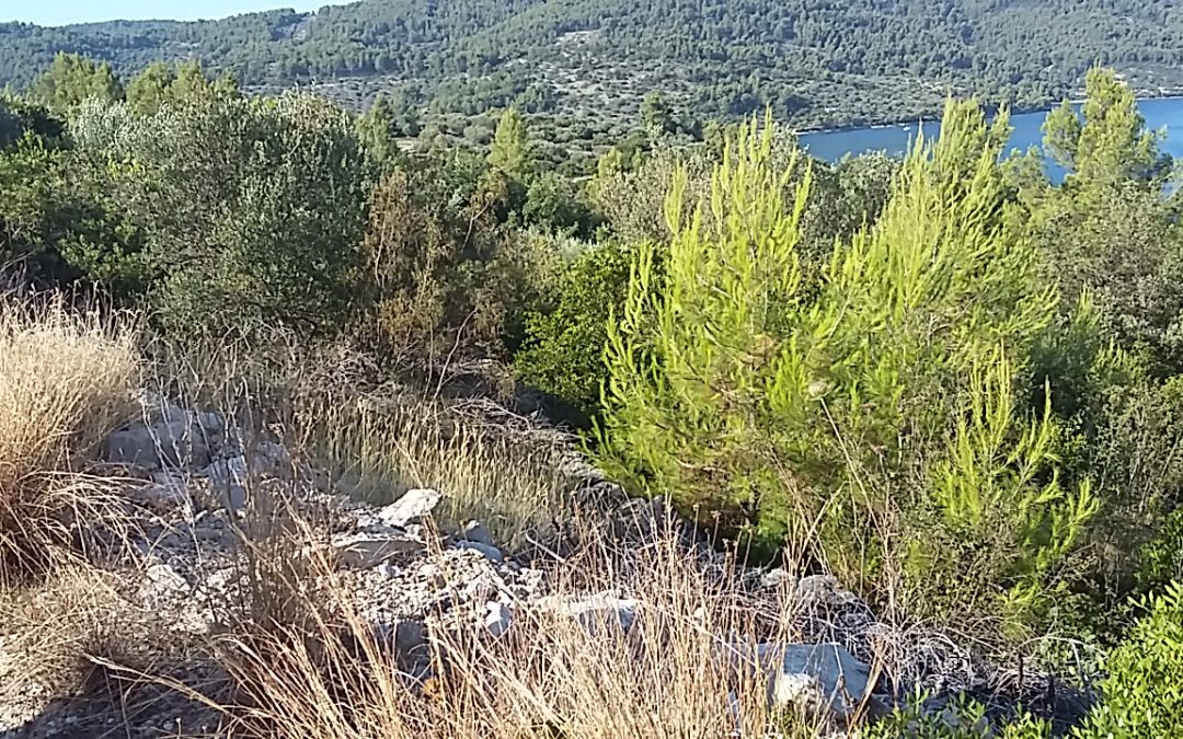 Ostvarite potporu za obnovu zapuštenih poljoprivrednih površina Općine Vela Luka