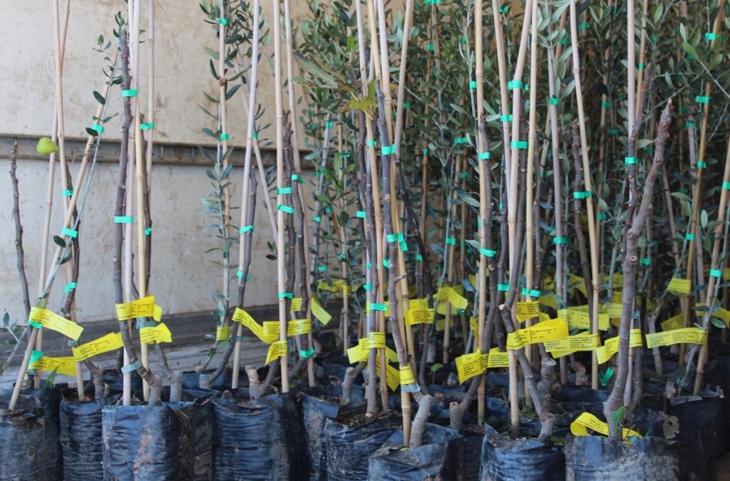Općina Vela Luka sufinancira nabavu sadnica maslina, voćaka i vinove loze u 2024. godini